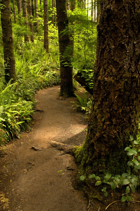 Another trail, while hiking in Oregon.