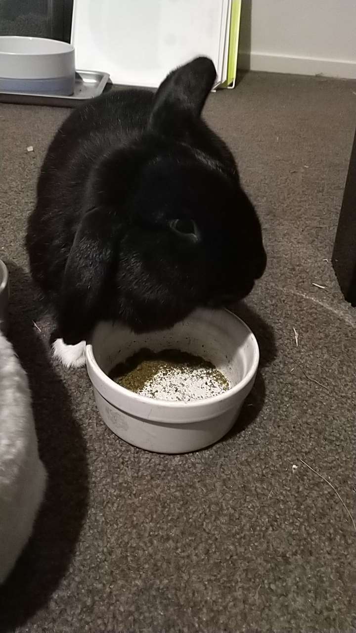 Little boy stuffing his face