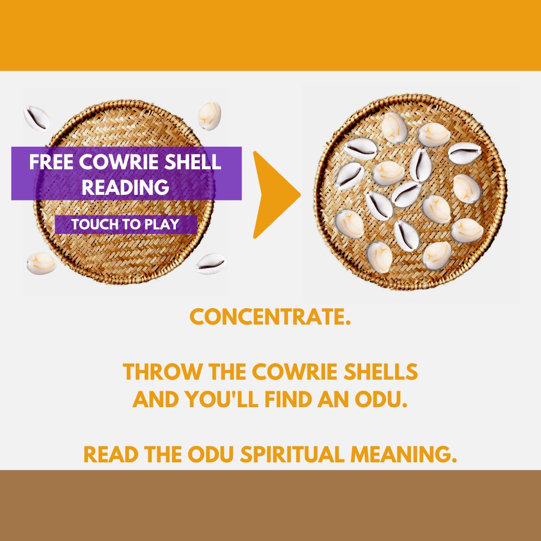 Cowrie Shell – Schatzi's Hidden Treasures