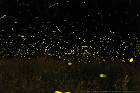 Firefly habitat
