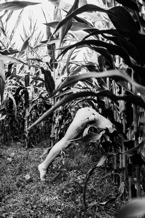 Vanessa - Cornfield, 2021 (sneak peek)