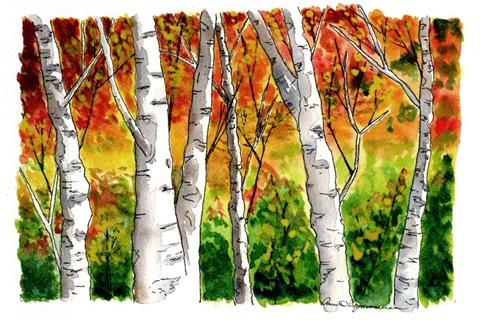 Autumn Birches
