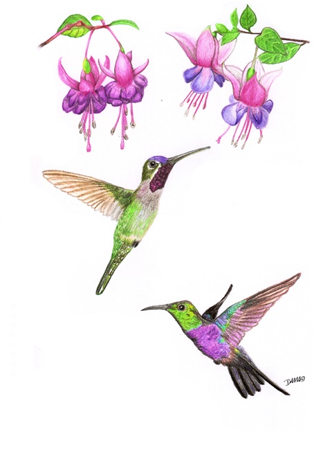 Colibrís jpeg - Damaris Rojas's Ko-fi Shop - Ko-fi ️ Where creators get ...