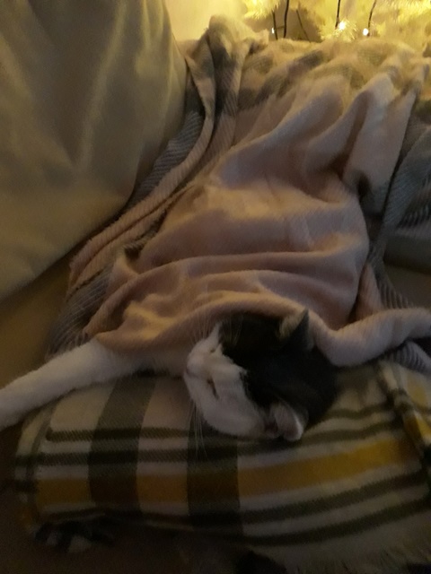 Comfy Kitty