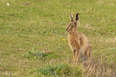 Spring Hare