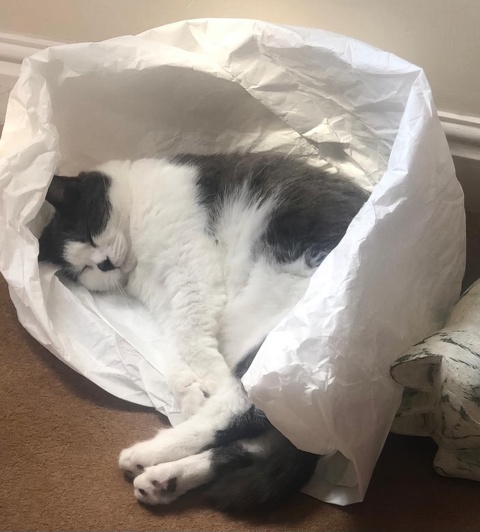 Bag Cat? Cat Bag? Cat.