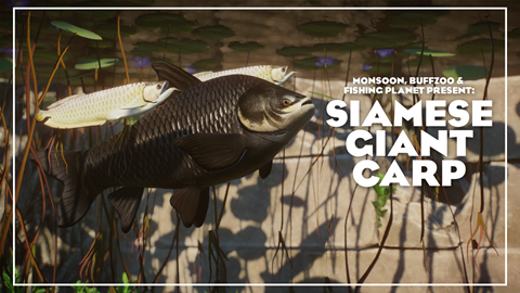 Siamese Giant Carp