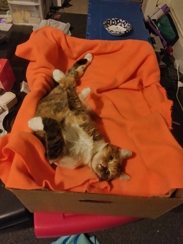 Orange cat in Orange box
