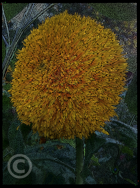 Maze #12 - The Teddybear Sunflower