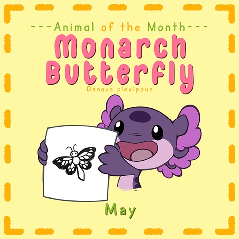 Animal of the Month (May): Monarch Butterfly