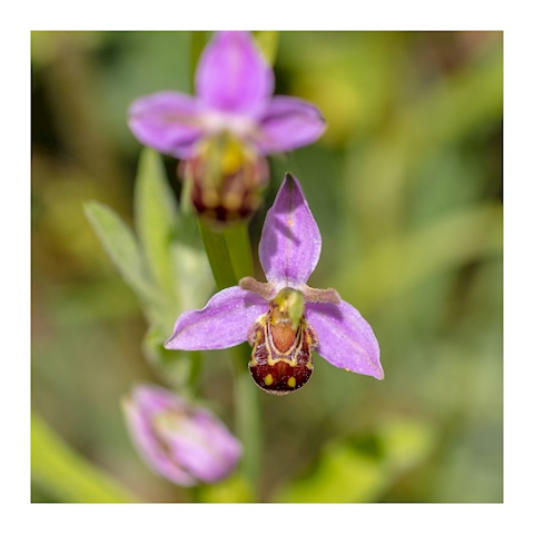 Bee Orchid (Ophrys apifera). 