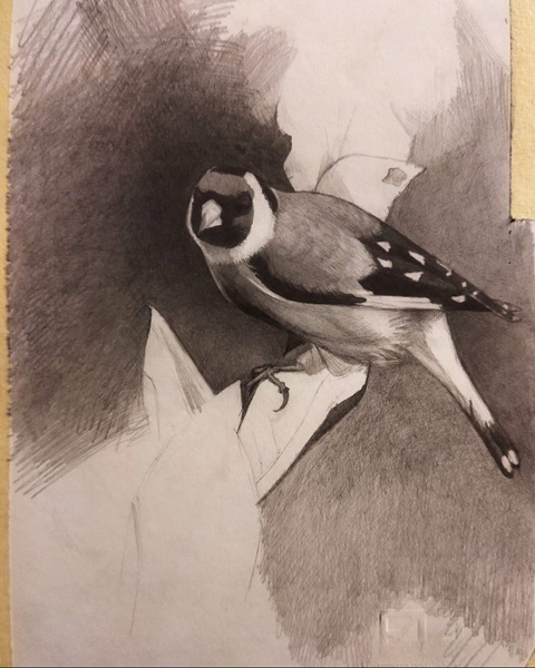 Goldfinch