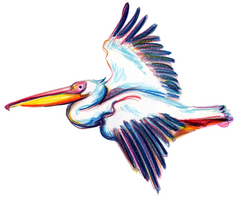 Flight of the Pelican II