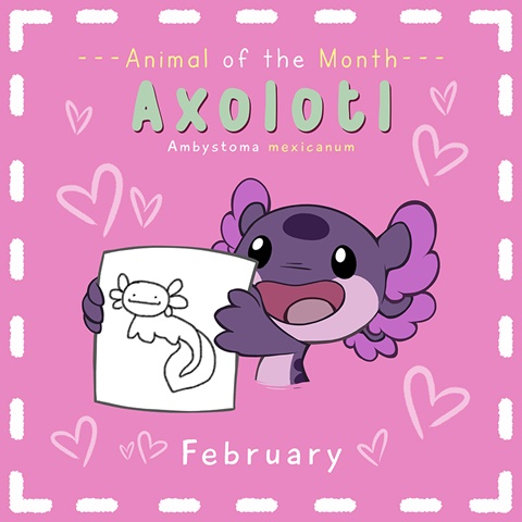 February's Animal of the Month: Axolotls!