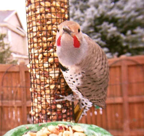 Male Red Shafted Northern Flicker 
