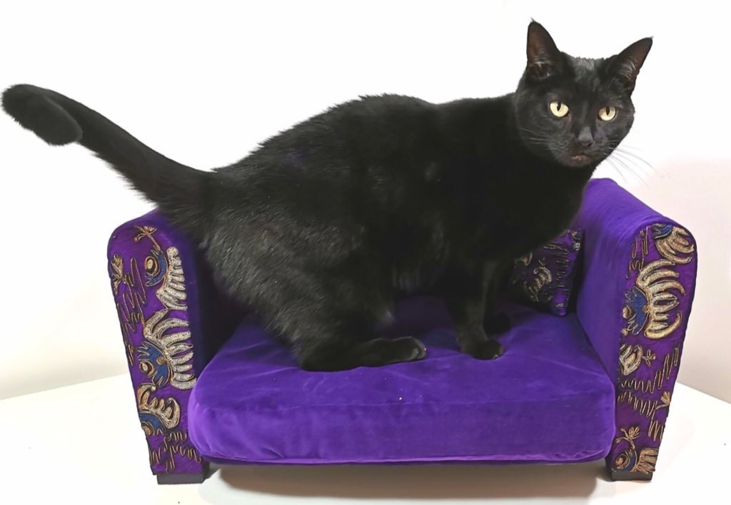 Purple velvet with vintage lace gothic cat sofa
