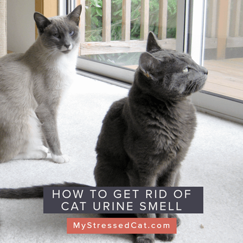 How to Remove Cat Urine Smell