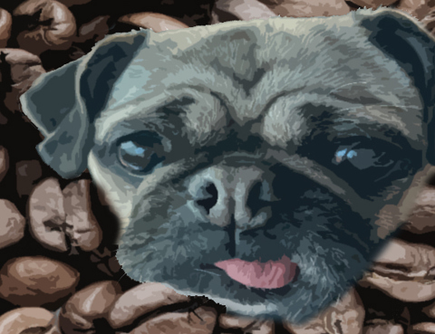 Pug with Coffee beans 