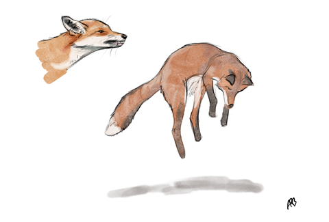 Foxes sketch
