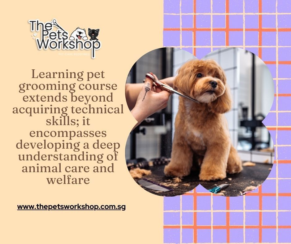 Learning pet grooming is an enriching journey 
