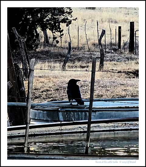 Raven at the cattle tanks