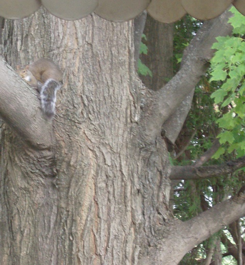 Two squirrels playing in a tree in my yard