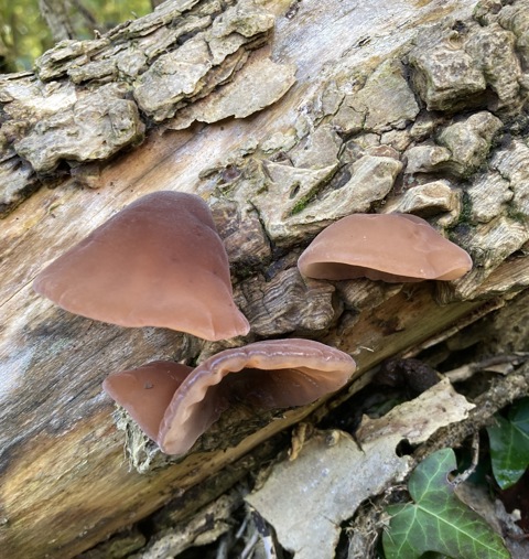 Fungi on Perham Down ranges. 