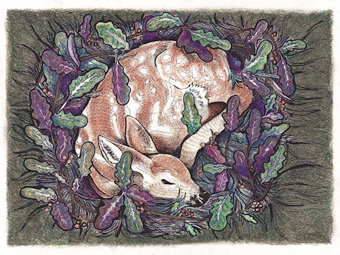 "Shelter" - Sleeping fawn illustration