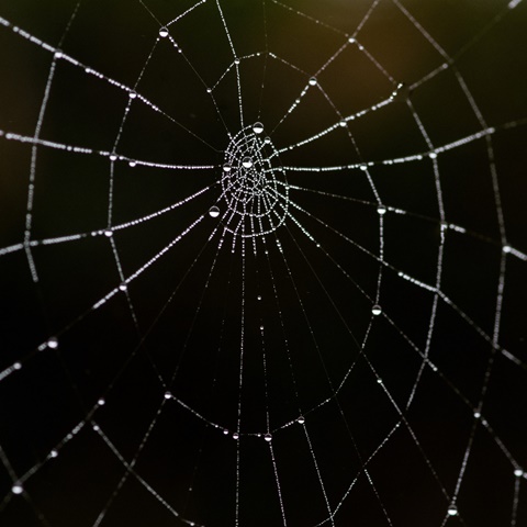 Spiderweb in Dew 