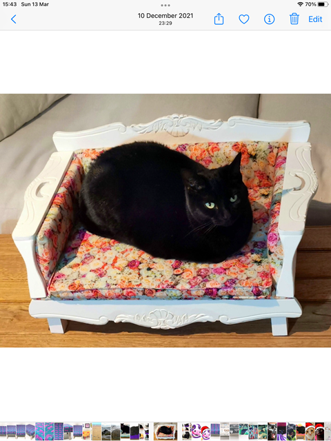 French inspired cat sofa 
