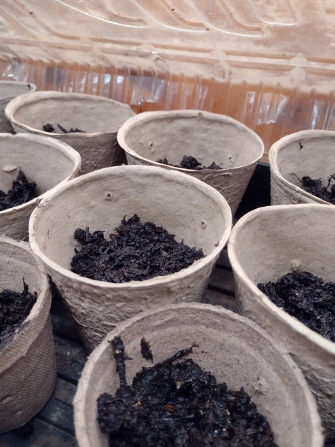 Seedlings for 2024. Soil Block and Cup style