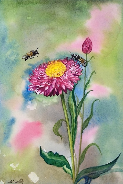 Straw flower and the honey bee