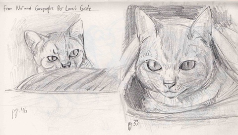 Cat Sketches 3