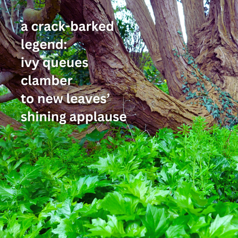 Photopoem shared 17th April 2024