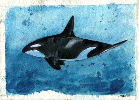 Orca - Spenden - Bilder