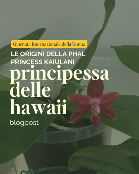 Phal Princess Kaiulani