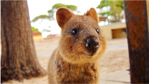 Here's a little quokka smile for you!