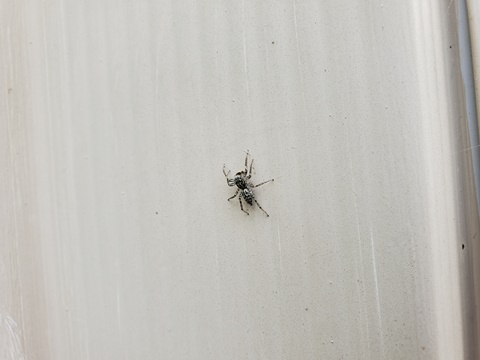 Another spider on my shed