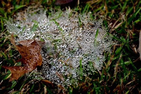 "A Snare In Morning Dew"