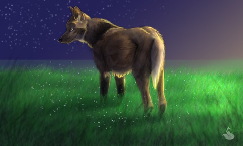 Maned wolf example
