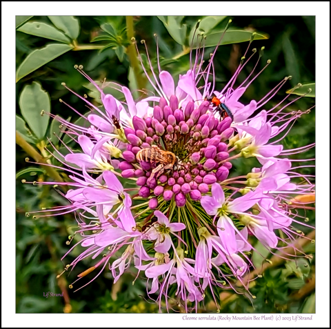 Cleome serrulata (Rocky Mountain Bee Plant)  