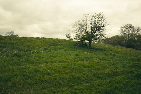 Tree on a Slope at Fotheringhay