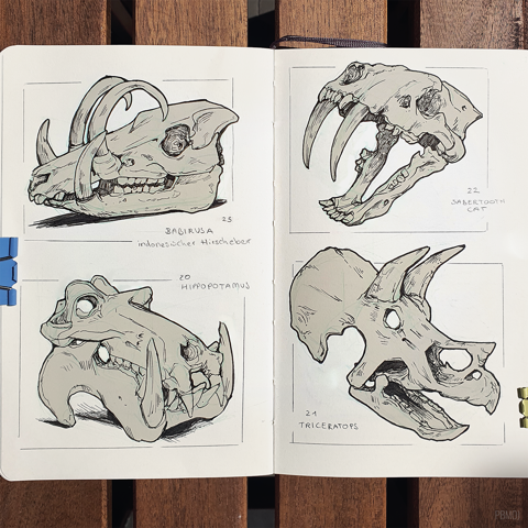 Animal Skulls - Study Sketches