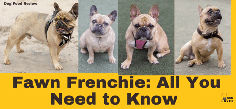 Fawn Frenchie: All You Need to Know