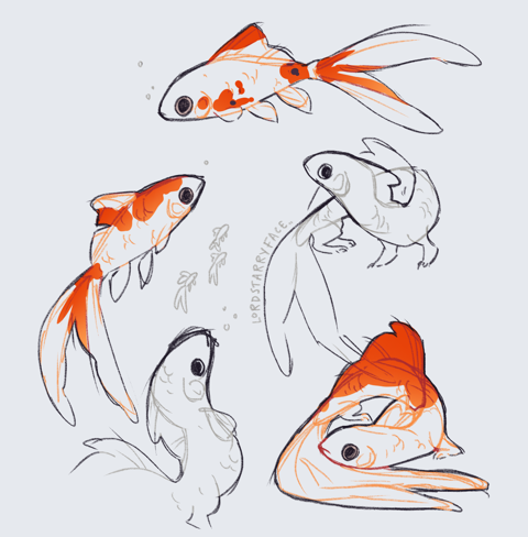 Comet Goldfish + Dragon Sketches