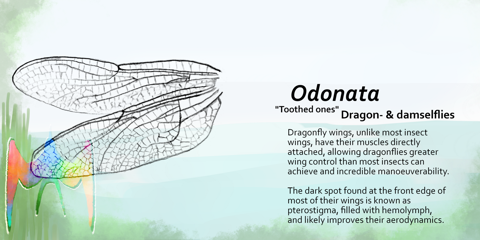 Insect wings: Odonata