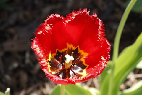 Raggedy ass red tulip