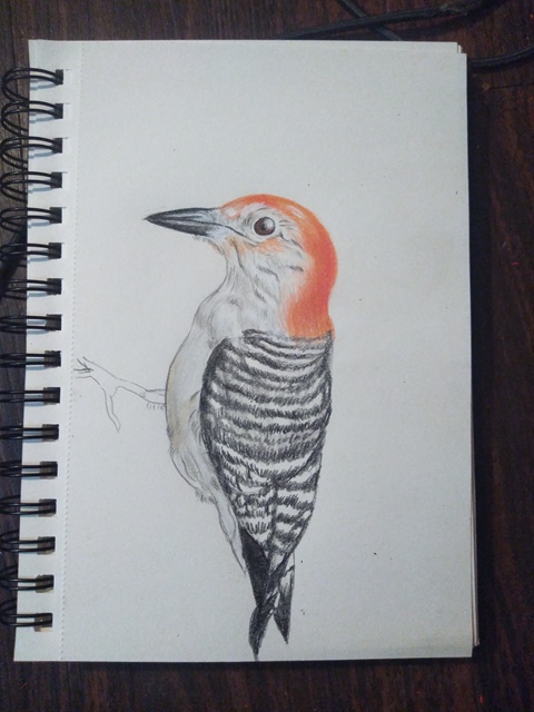 Red bellied Woodpecker Study