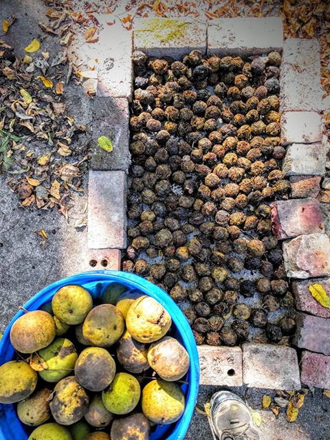 Native Black Walnuts