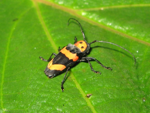 Longhorn beetle, Monteverde, Costa Rica